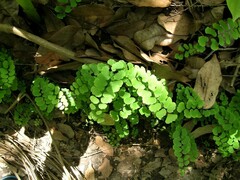 Adiantum philippense