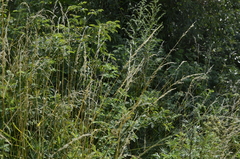 Arrhenatherum elatius