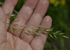 Arrhenatherum elatius