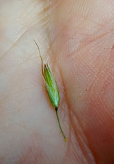 Arrhenatherum elatius