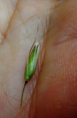 Arrhenatherum elatius