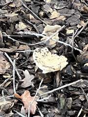 Amanita velosa