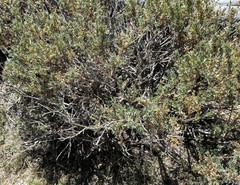 Artemisia rothrockii