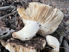 Amanita velosa