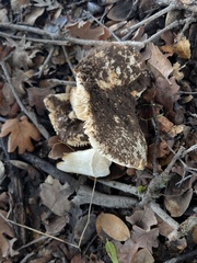 Amanita velosa