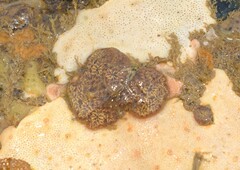 Styelidae