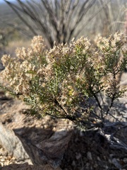 Ericameria laricifolia