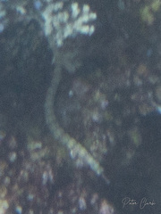 Corythoichthys haematopterus