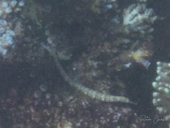 Corythoichthys haematopterus