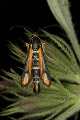 Chamaesphecia zimmermannii