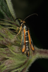 Chamaesphecia zimmermannii