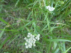 Achillea alpina