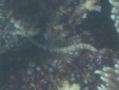 Corythoichthys haematopterus