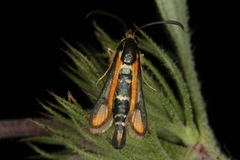 Chamaesphecia zimmermannii