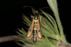 Chamaesphecia zimmermannii
