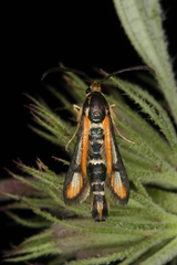 Chamaesphecia zimmermannii