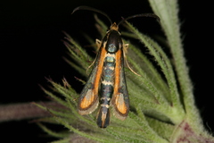 Chamaesphecia zimmermannii