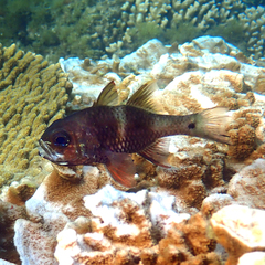 Ostorhinchus norfolcensis