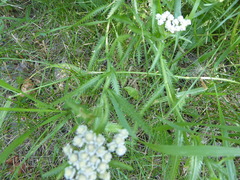 Achillea alpina