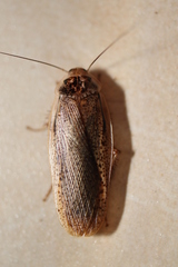 Calolampra mjoebergi