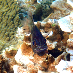 Ostorhinchus norfolcensis