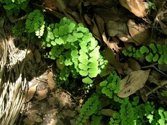 Adiantum philippense