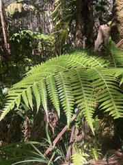 Cibotium glaucum