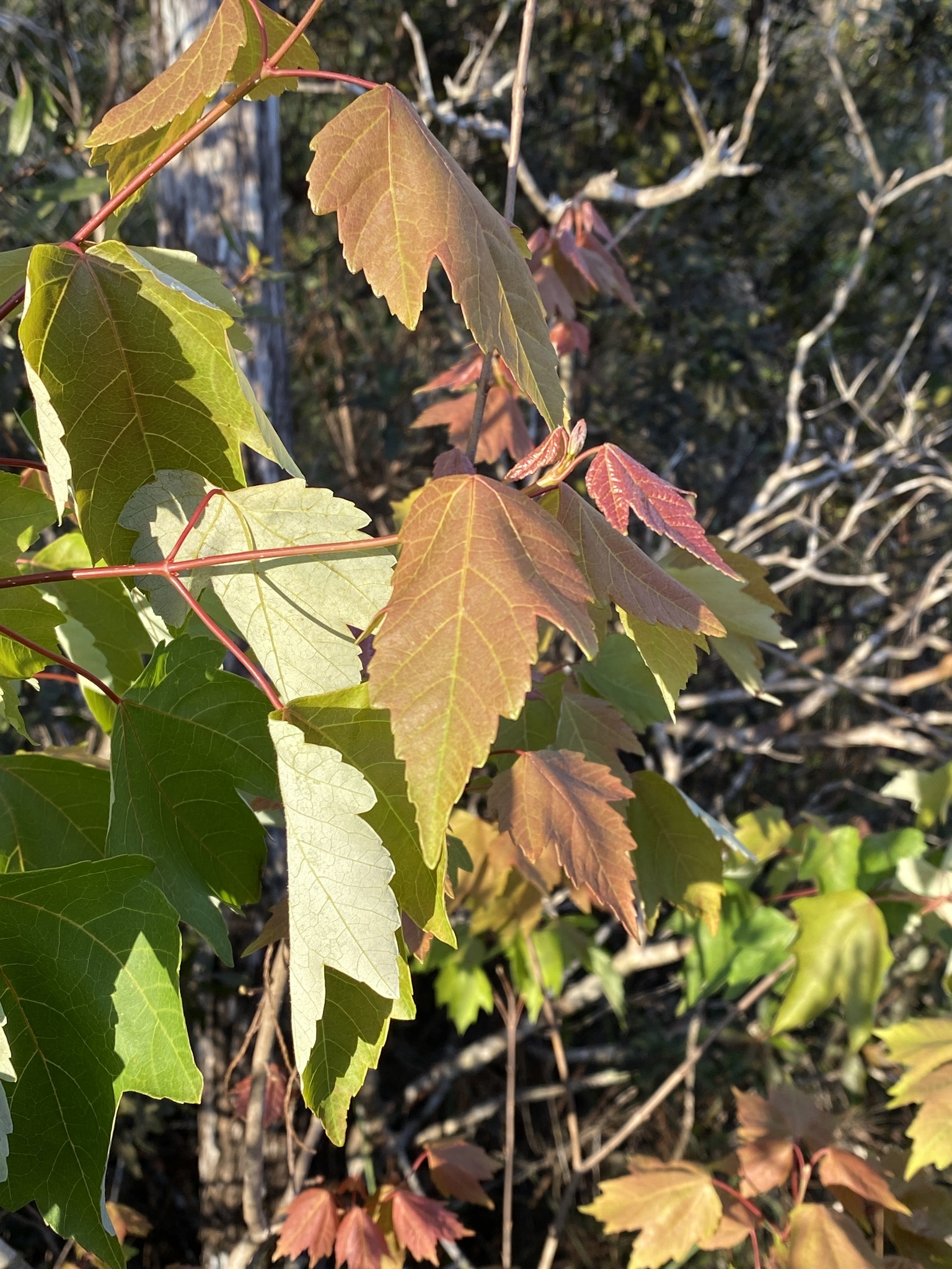 Acer rubrum L.