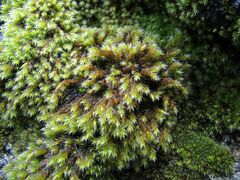 Hedwigia emodica