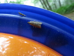 Sciota subcaesiella