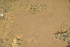 Didemnum psammatodes