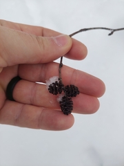 Alnus incana rugosa