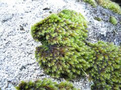Hedwigia emodica
