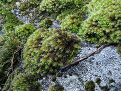 Hedwigia emodica