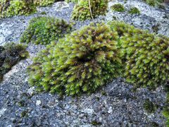 Hedwigia emodica