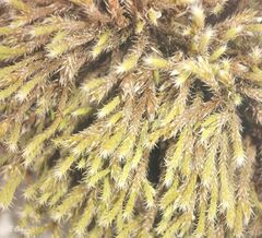 Hedwigia emodica
