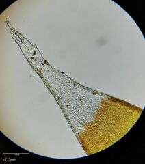 Hedwigia emodica