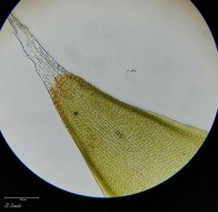 Hedwigia emodica