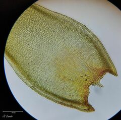 Hedwigia emodica