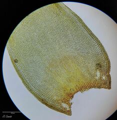 Hedwigia emodica