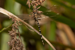 Archaeosynthemis leachii
