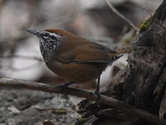Pheugopedius maculipectus