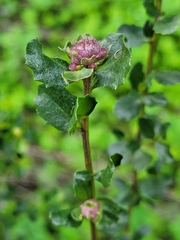 Rhopalomyia californica