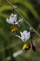 Arthropodium milleflorum