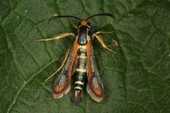 Chamaesphecia zimmermannii