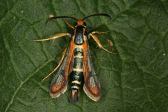 Chamaesphecia zimmermannii