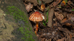 Rugosospora pseudorubiginosa