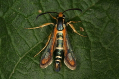 Chamaesphecia zimmermannii