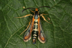 Chamaesphecia zimmermannii