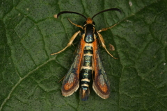 Chamaesphecia zimmermannii